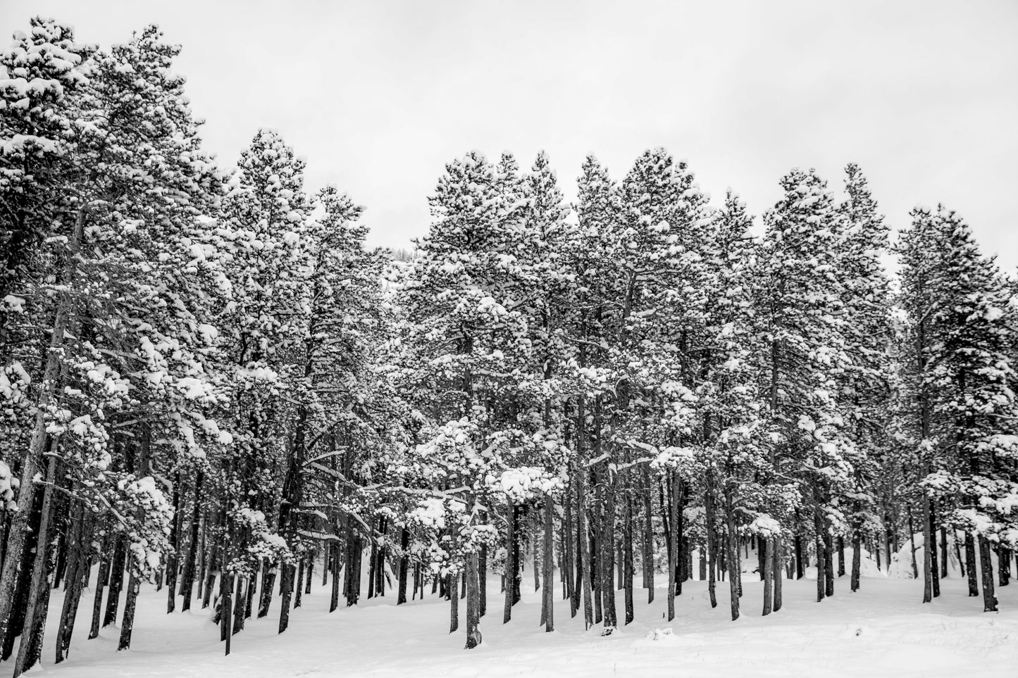 Winterʻs Stillness