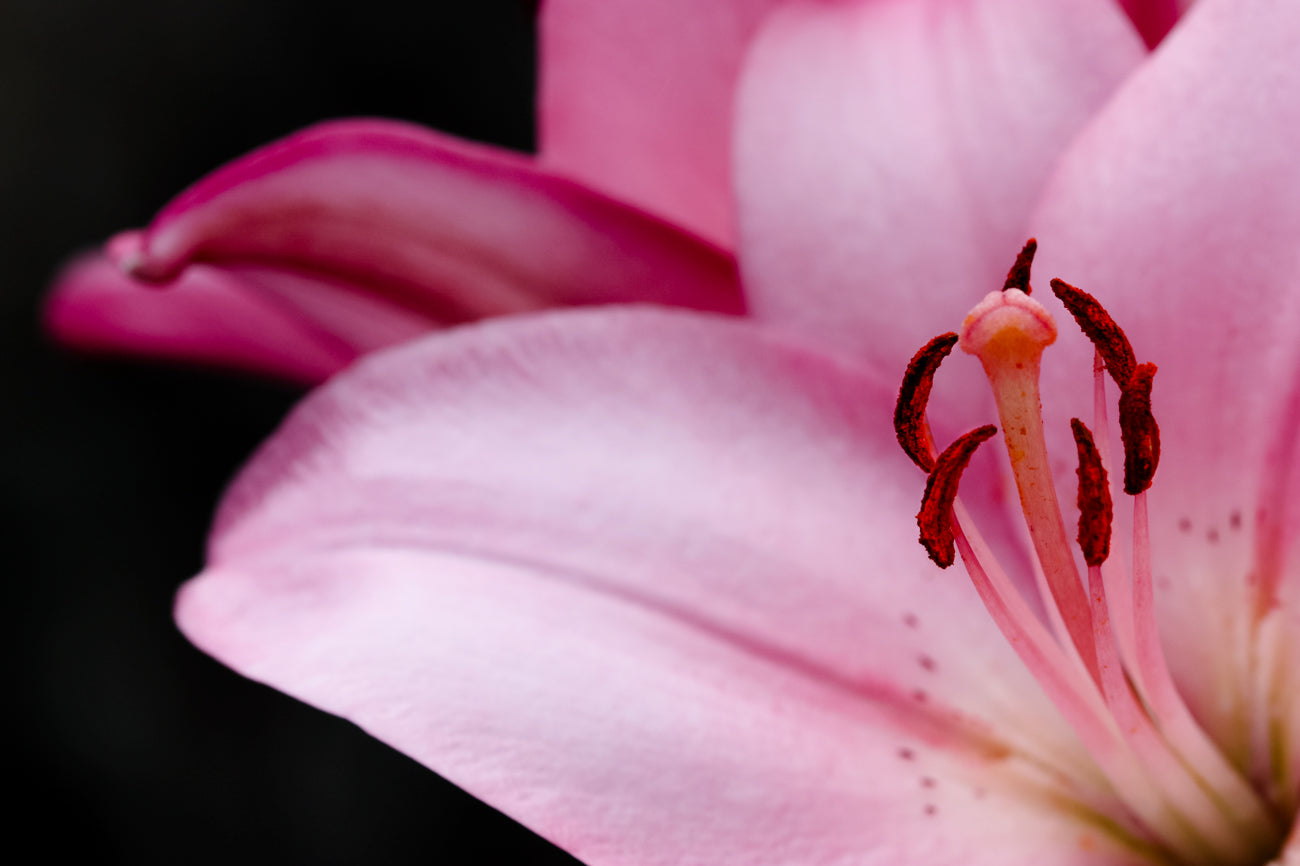 Dual Pink Lily