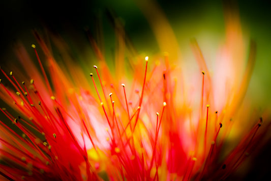 Ode to Red and Green