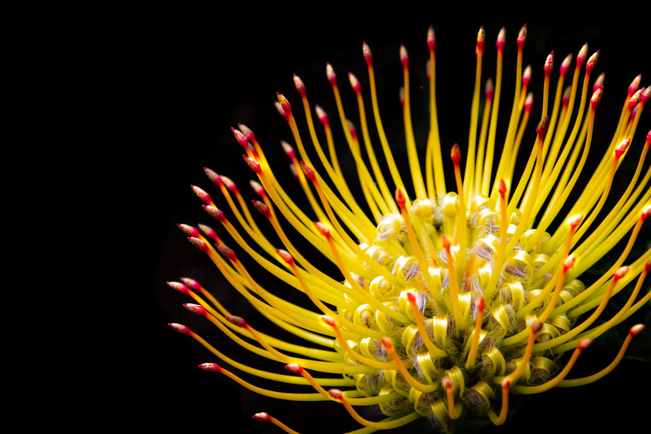 Yellow Protea