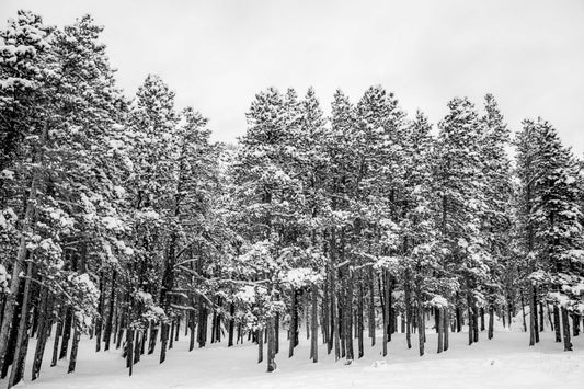 Winterʻs Stillness