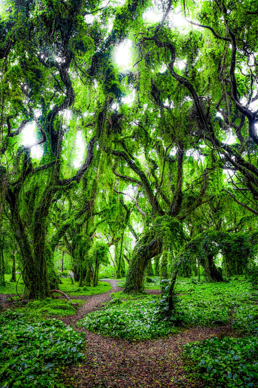 Enchanted Forest